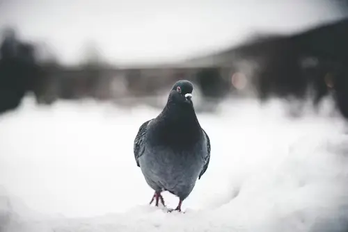 Do Birds Feel Cold