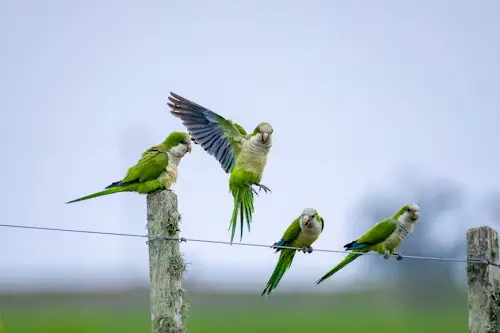Flocking Behavior in Birds