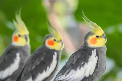 Flocking Behavior in Birds