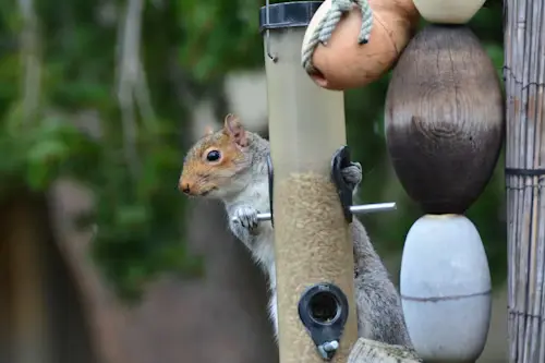 How Do I Keep Squirrels Away From My Bird Feeder