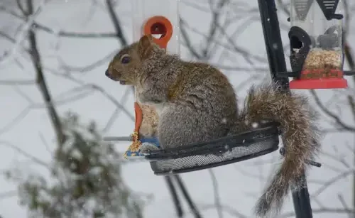 How Do I Keep Squirrels Away From My Bird Feeder