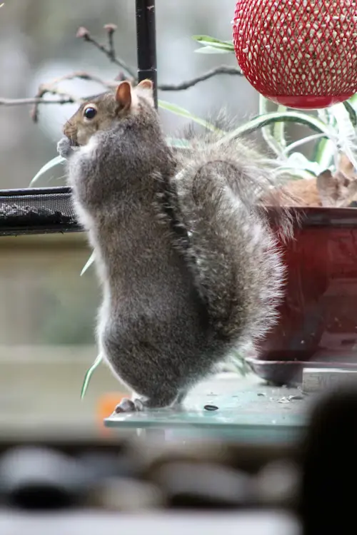 How Do I Keep Squirrels Away From My Bird Feeder