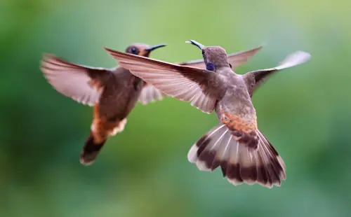 How To Keep Birds From Flying Into My Windows