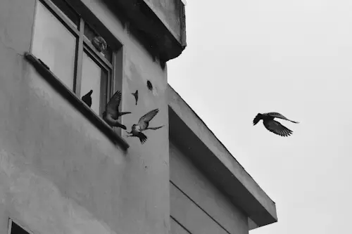 How To Keep Birds From Flying Into My Windows