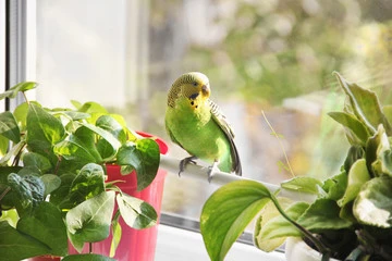 How To Keep Birds From Flying Into My Windows