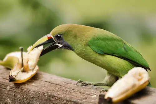 Will Birds Eat Bananas