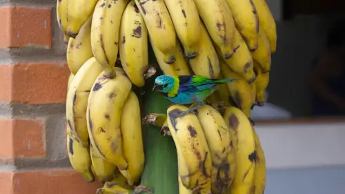 Will Birds Eat Bananas