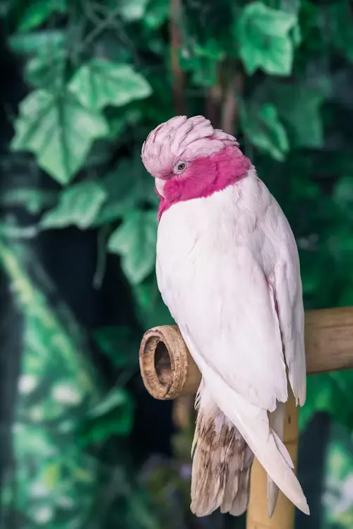 pink Parrot bird