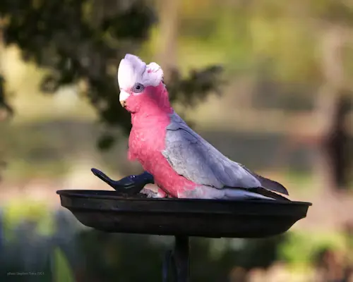 pink Parrot bird