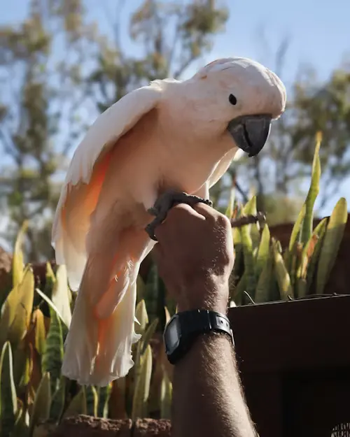 pink Parrot bird