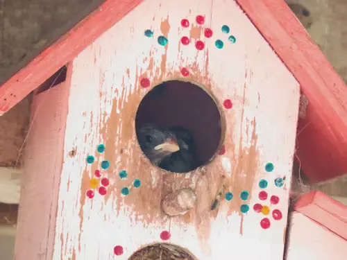 Bird Box Parents Guide