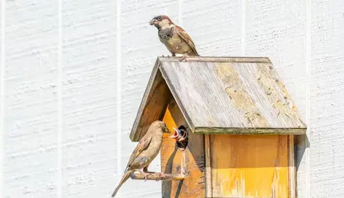 Bird Box Parents Guide: How to Create Dream Nests