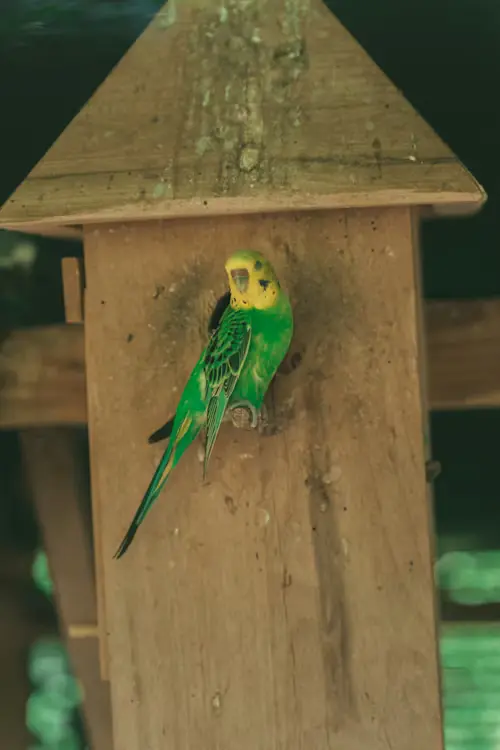 Bird Box Parents Guide