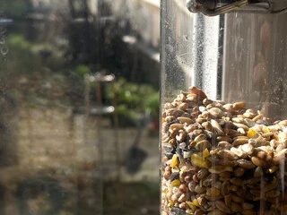 Bird Pellets vs Seed