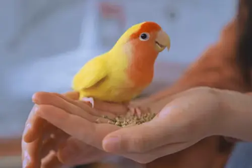 Best BirdTricks Pellets For Parrot Health Now
