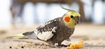 Cockatiel Pellets vs Seeds: The Ultimate Guide to Optimal Nutrition