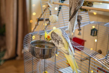 Cockatiel Pellets vs Seeds