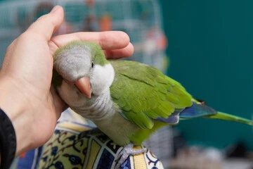 Do Birds Love Their Owners