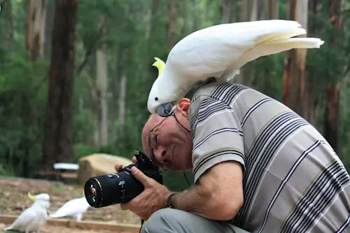 Do Birds Love Their Owners