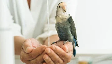 Do Birds Love Their Owners