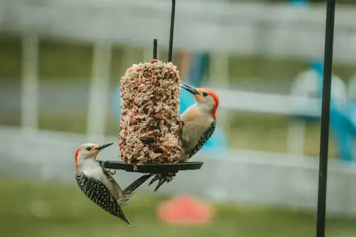 Homemade pet bird treats
