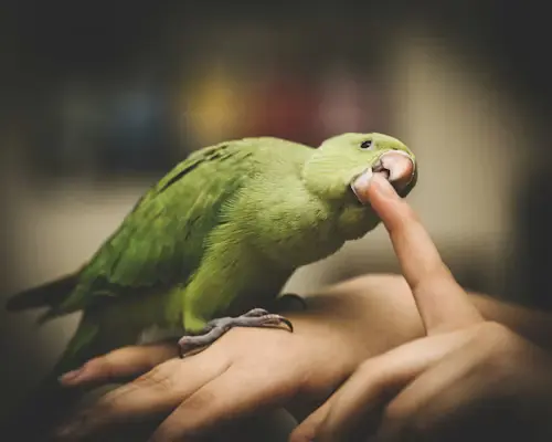 Pet Bird Bites: Best Happy Proven Prevention Tips