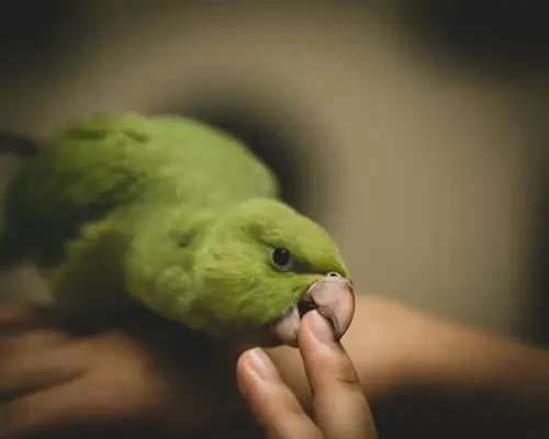 Pet Bird Bites