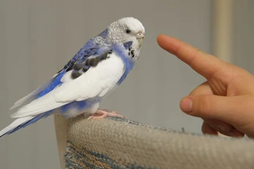 Pet Bird Bites