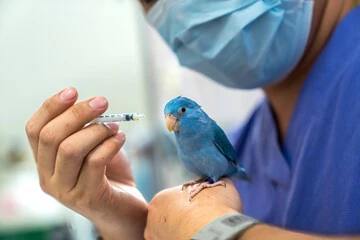 Aloha Pet and Bird Hospital: Best Proven Bird Care Wins