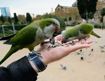 Are Birds Good Pets? Inspiring Loyalty Secrets