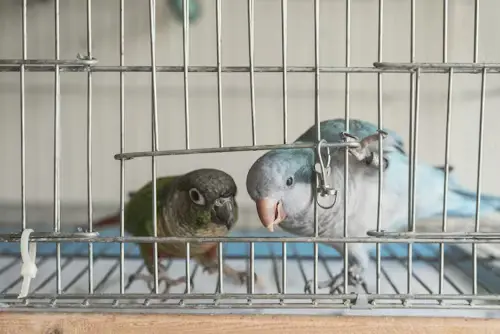 Are Birds Good Pets