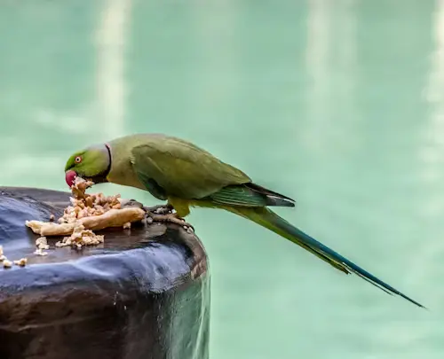 Bird Feeder Salty Foods Dangers: Protect Birds Now
