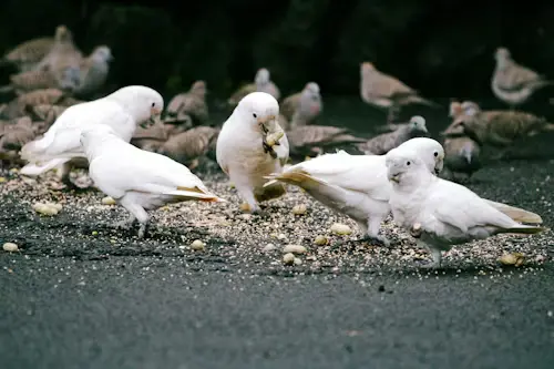 Bird Feeder Salty Foods Dangers