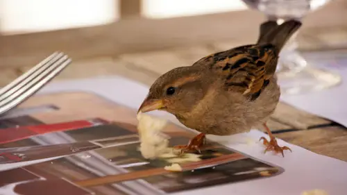 Bird Feeder Salty Foods Dangers
