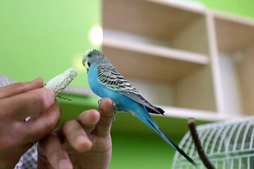 Boost Your Bird's Immunity