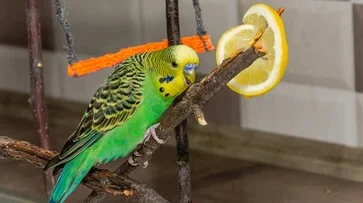 Boost Your Bird’s Immunity: Happier Now