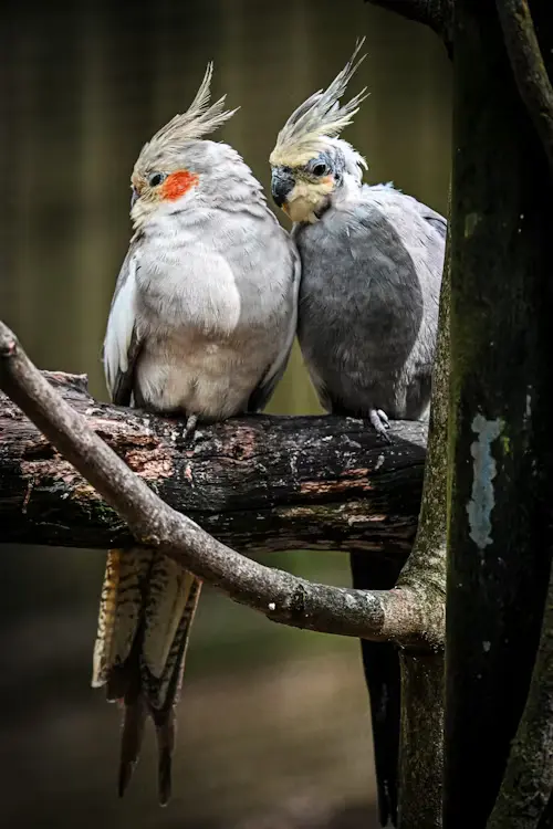 Cockatiel Bird Breeding Season