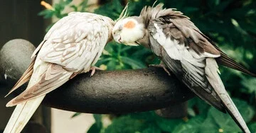 Cockatiel Bird Breeding Season: How to Breed Joyfully