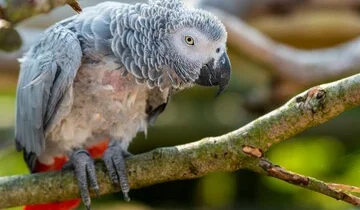 Feather Plucking Fix: Best Ways to Heal Feathers Now