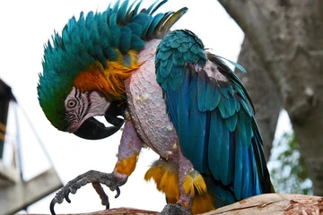 Feather Plucking Fix