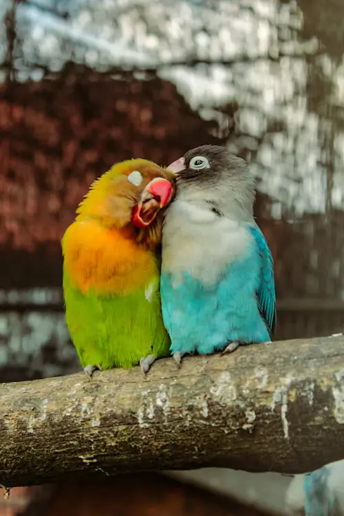 Funny Pet Bird Names