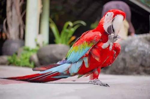 Funny Pet Bird Names