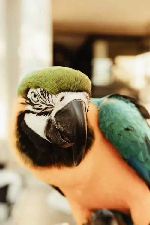 Funny Pet Bird Names