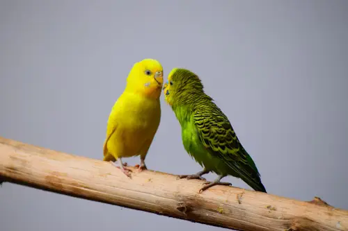 Funny Pet Bird Names