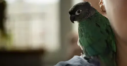 How to Take Care of a Pet Bird: The Ultimate Guide