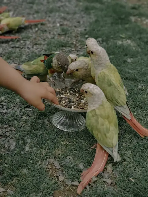 How to Take Care of a Pet Bird