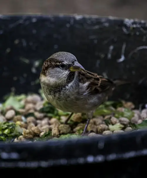 Peat Pellets vs Seed Starting Mix