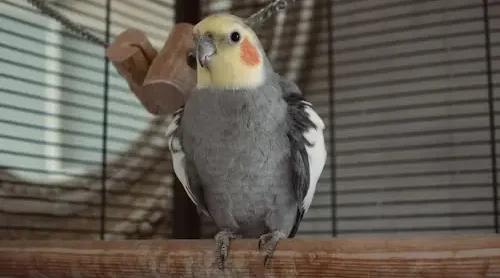 Prevent Home Pet Bird From Bother Neighbour: Best Happy Tips