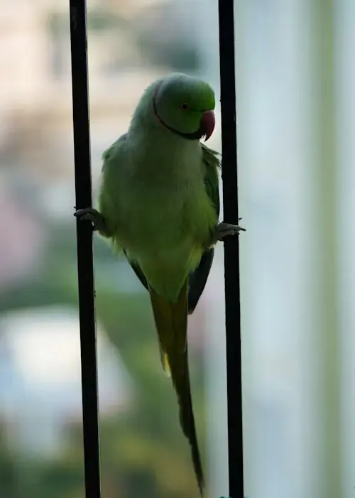 Prevent Home Pet Bird From Bother Neighbour