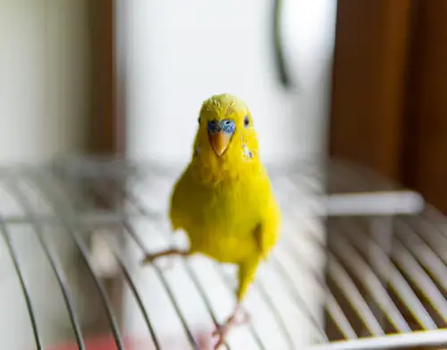 Prevent Home Pet Bird From Bother Neighbour